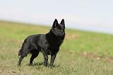 SCHIPPERKE 478